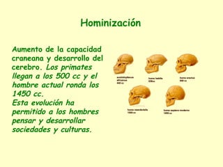 Aumento de la capacidad
craneana y desarrollo del
cerebro. Los primates
llegan a los 500 cc y el
hombre actual ronda los
1450 cc.
Esta evolución ha
permitido a los hombres
pensar y desarrollar
sociedades y culturas.
Hominización
 