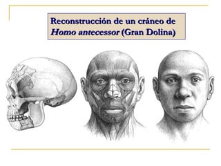 Reconstrucción de un cráneo deReconstrucción de un cráneo de
Homo antecessorHomo antecessor (Gran Dolina)(Gran Dolina)
 