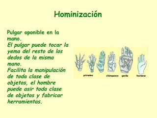 Hominización
Pulgar oponible en la
mano.
El pulgar puede tocar la
yema del resto de los
dedos de la misma
mano.
Facilita la manipulación
de toda clase de
objetos, el hombre
puede asir toda clase
de objetos y fabricar
herramientas.
 