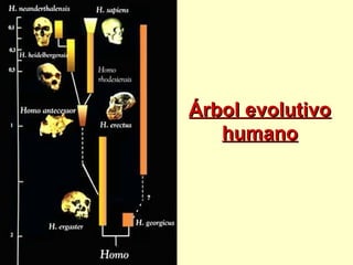 Árbol evolutivoÁrbol evolutivo
humanohumano
 
