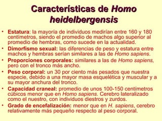 Características deCaracterísticas de HomoHomo
heidelbergensisheidelbergensis
• Estatura: la mayoría de individuos medirían entre 160 y 180
centímetros, siendo el promedio de machos algo superior al
promedio de hembras, como sucede en la actualidad.
• Dimorfismo sexual: las diferencias de peso y estatura entre
machos y hembras serían similares a las de Homo sapiens.
• Proporciones corporales: similares a las de Homo sapiens,
pero con el tronco más ancho.
• Peso corporal: un 30 por ciento más pesados que nuestra
especie, debido a una mayor masa esquelética y muscular y a
su mayor anchura del tronco.
• Capacidad craneal: promedio de unos 100-150 centímetros
cúbicos menor que en Homo sapiens. Cerebro lateralizado
como el nuestro, con individuos diestros y zurdos.
• Grado de encefalización: menor que en H. sapiens, cerebro
relativamente más pequeño respecto al peso corporal.
 