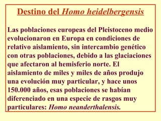 Destino del Homo heidelbergensis
Las poblaciones europeas del Pleistoceno medio
evolucionaron en Europa en condiciones de
relativo aislamiento, sin intercambio genético
con otras poblaciones, debido a las glaciaciones
que afectaron al hemisferio norte. El
aislamiento de miles y miles de años produjo
una evolución muy particular, y hace unos
150.000 años, esas poblaciones se habían
diferenciado en una especie de rasgos muy
particulares: Homo neanderthalensis.
 
