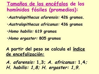 Tamaños de los encéfalos de los
homínidos fósiles (promedios):
•Australopithecus afarensis: 426 gramos.
•Australopithecus africanus: 436 gramos
•Homo habilis: 619 gramos
•Homo ergaster: 805 gramos
A partir del peso se calcula el índice
de encefalización:
A. afarensis: 1,3; A. africanus: 1,4;
H. habilis: 1,8; H. ergaster: 1,9.
 