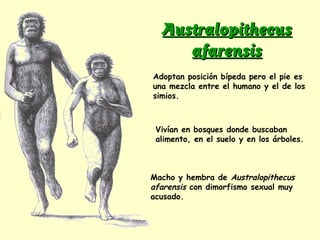 AustralopithecusAustralopithecus
afarensisafarensis
Macho y hembra de Australopithecus
afarensis con dimorfismo sexual muy
acusado.
Adoptan posición bípeda pero el pie es
una mezcla entre el humano y el de los
simios.
Vivían en bosques donde buscaban
alimento, en el suelo y en los árboles.
 