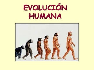 EVOLUCIÓN
HUMANA
 