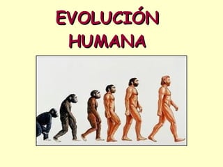 EVOLUCIÓN HUMANA 
