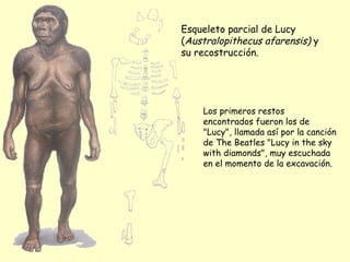 Esqueleto parcial de Lucy ( Australopithecus afarensis)  y su recostrucción. Los primeros restos encontrados fueron los de "Lucy", llamada así por la canción de The Beatles "Lucy in the sky with diamonds", muy escuchada en el momento de la excavación.  