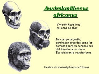 Australopithecus africanus   Hembra de  Australophitecus africanus Vivieron hace tres millones de años De cuerpo pequeño, caminaban erguidos como los humanos pero su cerebro era del tamaño de un simio. Esencialmente vegetarianos   