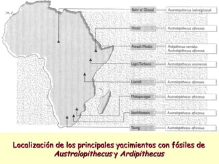 Localización de los principales yacimientos con fósiles de  Australopithecus  y  Ardipithecus 