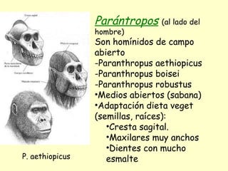 Parántropos   (al lado del hombre) Son homínidos de campo abierto Paranthropus aethiopicus Paranthropus boisei Paranthropus robustus Medios abiertos (sabana) Adaptación dieta veget (semillas, raíces): Cresta sagital. Maxilares muy anchos Dientes con mucho esmalte P. aethiopicus 