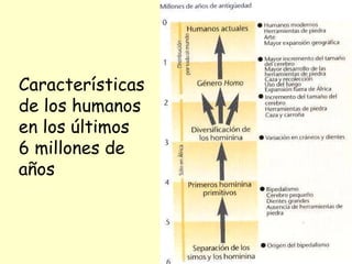 Características de los humanos en los últimos  6 millones de años 