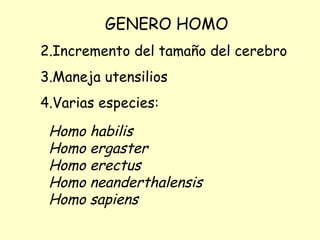GENERO HOMO Incremento del tamaño del cerebro Maneja utensilios Varias especies: Homo habilis  Homo ergaster Homo erectus Homo neanderthalensis Homo sapiens 