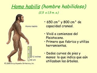 Homo habilis  (hombre habilidoso) (2,5  a 1,5 m. a.) 650 cm³ y 800 cm³ de capacidad craneal. Vivió a comienzos del  Pleistoceno. Primero que fabrica y utiliza herramientas. Dedos curvos de pies y manos: lo que indica que aún utilizaban los árboles.  