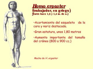 Homo ergaster   (trabajador, en griego) ( Entre hace 1,8 y 1,4 m. de a.) Macho de  H. ergaster Acortamiento del esqueleto  de la cara y nariz destacada. Gran estatura, unos 1,80 metros Aumento importante del tamaño del cráneo (800 a 900 cc.) 