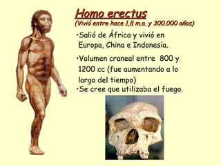 Homo erectus   (Vivió entre hace 1,8 m.a. y 300.000 años) Salió de África y vivió en  Europa, China e Indonesia. Volumen craneal entre  800 y 1200 cc (fue aumentando a lo largo del tiempo) Se cree que utilizaba el fuego. 