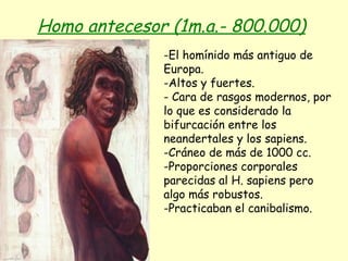 Homo antecesor (1m.a.- 800.000)   -El homínido más antiguo de Europa. Altos y fuertes. Cara de rasgos modernos, por lo que es considerado la bifurcación entre los neandertales y los sapiens. Cráneo de más de 1000 cc. Proporciones corporales parecidas al H. sapiens pero algo más robustos. Practicaban el canibalismo. 