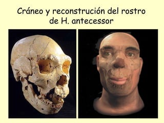 Cráneo y reconstrución del rostro de H. antecessor 