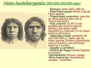 Homo heidelbergensis  (500.000-250.000 años) -  Estatura : entre 160 y 180 cm. -  Dimorfismo sexual  similar a las de  Homo sapiens .  -  Proporciones corporales : como las de  Homo sapiens,  pero con el tronco más ancho.  -  Peso corporal : un 30 % más pesados que nuestra especie, debido a una mayor masa esquelética y muscular y a su mayor anchura del tronco.  -  Capacidad craneal : promedio de unos 100-150 cc. menor que en  Homo sapiens.  Cerebro lateralizado como el nuestro, con individuos diestros y zurdos.  Cazador y carroñero. Control del fuego  (restos fogatas en cuevas) Herramientas : bifaces, lanzas. Ritos funerarios : Acumulación cuerpos + excallibur. 