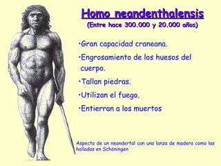 Homo neandenthalensis  (Entre hace 300.000 y 20.000 años) Aspecto de un neandertal con una lanza de madera como las halladas en Schöningen Gran capacidad craneana. Engrosamiento de los huesos del cuerpo. Tallan piedras. Utilizan el fuego. Entierran a los muertos 