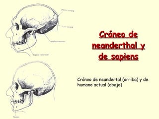 Cráneo de neanderthal y de sapiens Cráneo de neandertal (arriba) y de humano actual (abajo) 