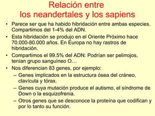 Relación entre  los neandertales y los sapiens Parece ser que ha habido hibridación entre ambas especies. Compartimos del 1-4% del ADN. Esta hibridación se produjo en el Oriente Próximo hace 70.000-80.000 años. En Europa no hay rastros de hibridación. Compartimos el 99.5% del ADN: Podrían ser pelirrojos, tenían grupo sanguíneo O… Nos diferencian 83 genes, por ejemplo: Genes implicados en la estructura ósea del cráneo, clavícula y tórax. Genes cuya mutación produce el autismo, el síndrome de Down o la esquizofrenia. Otros genes que se desconoce la proteína que codifican y por lo tanto su función. 