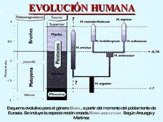 EVOLUCIÓN HUMANA Esquema evolutivo para el género  Homo , a partir del momento del poblamiento de Eurasia. Se incluye la especie recién creada  Homo antecessor.  Según Arsuaga y Martínez 