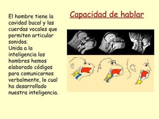 El hombre tiene la cavidad bucal y las cuerdas vocales que permiten articular sonidos. Unida a la inteligencia los hombres hemos elaborado códigos para comunicarnos verbalmente, lo cual ha desarrollado nuestra inteligencia. Capacidad de hablar 