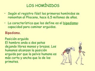 Según el registro fósil los primeros homínidos se remontan al Plioceno, hace 6,5 millones de años. La característica que los define es el  bipedismo : capacidad para caminar erguidos. LOS HOMÍNIDOS Bipedismo. Posición erguida  El hombre anda a dos patas dejando libres manos y brazos. Los humanos alcanzan la posición erguida por que la pelvis humana es más corta y ancha que la de los primates. 