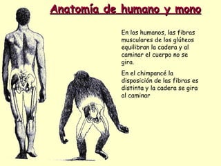 Anatomía de humano y mono En los humanos, las fibras musculares de los glúteos equilibran la cadera y al caminar el cuerpo no se gira.  En el chimpancé la disposición de las fibras es distinta y la cadera se gira al caminar 
