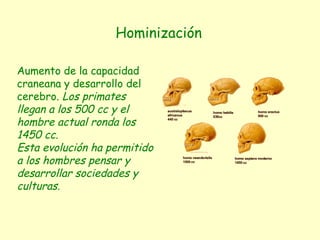 Aumento de la capacidad craneana y desarrollo del cerebro.  Los primates llegan a los 500 cc y el hombre actual ronda los 1450 cc. Esta evolución ha permitido a los hombres pensar y desarrollar sociedades y culturas. Hominización 