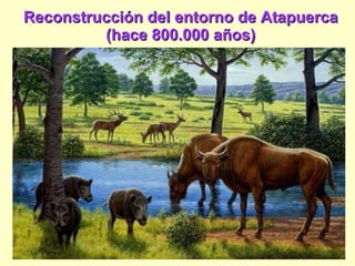 Reconstrucción del entorno de Atapuerca (hace 800.000 años) 
