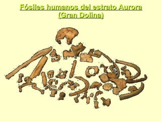 Fósiles humanos del estrato Aurora (Gran Dolina) 