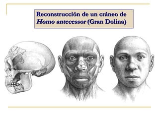 Reconstrucción de un cráneo de  Homo antecessor  (Gran Dolina) 