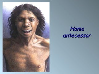 Homo antecessor 