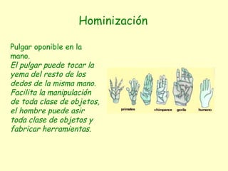 Hominización Pulgar oponible en la mano. El pulgar puede tocar la yema del resto de los dedos de la misma mano. Facilita la manipulación de toda clase de objetos, el hombre puede asir toda clase de objetos y fabricar herramientas. 