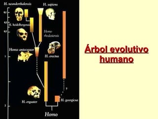 Árbol evolutivo humano 