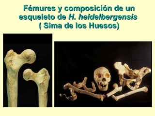 Fémures y composición de un esqueleto de  H. heidelbergensis  ( Sima de los Huesos) 