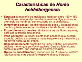 Características de  Homo heidelbergensis Estatura : la mayoría de individuos medirían entre 160 y 180 centímetros, siendo el promedio de machos algo superior al promedio de hembras, como sucede en la actualidad. Dimorfismo sexual:  las diferencias de peso y estatura entre machos y hembras serían similares a las de  Homo sapiens .  Proporciones corporales:  similares a las de  Homo sapiens,  pero con el tronco más ancho.  Peso corporal:  un 30 por ciento más pesados que nuestra especie, debido a una mayor masa esquelética y muscular y a su mayor anchura del tronco.  Capacidad craneal:  promedio de unos 100-150 centímetros cúbicos menor que en  Homo sapiens.  Cerebro lateralizado como el nuestro, con individuos diestros y zurdos.  Grado de encefalización:  menor que en  H. sapiens , cerebro relativamente más pequeño respecto al peso corporal.  