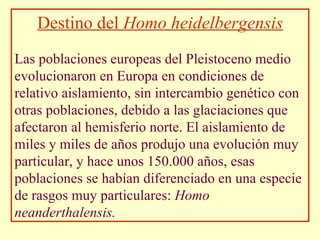 Destino del  Homo heidelbergensis Las poblaciones europeas del Pleistoceno medio evolucionaron en Europa en condiciones de relativo aislamiento, sin intercambio genético con otras poblaciones, debido a las glaciaciones que afectaron al hemisferio norte. El aislamiento de miles y miles de años produjo una evolución muy particular, y hace unos 150.000 años, esas poblaciones se habían diferenciado en una especie de rasgos muy particulares:  Homo neanderthalensis. 