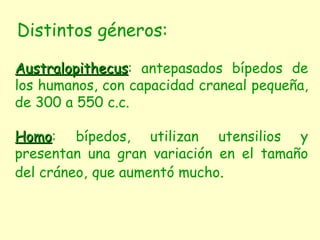 Australopithecus : antepasados bípedos de los humanos, con capacidad craneal pequeña, de 300 a 550 c.c. Homo : bípedos, utilizan utensilios y presentan una gran variación en el tamaño del cráneo,   que aumentó mucho . Distintos géneros: 