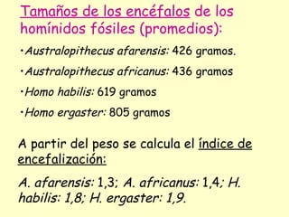 Tamaños de los encéfalos  de los homínidos fósiles (promedios): Australopithecus afarensis:  426 gramos. Australopithecus africanus:  436 gramos Homo habilis:  619 gramos Homo ergaster:  805 gramos   A partir del peso se calcula el  índice de encefalización: A. afarensis:  1,3;  A. africanus:  1,4 ; H. habilis: 1,8; H. ergaster: 1,9. 
