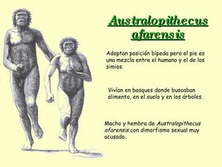 Australopithecus afarensis Macho y hembra de  Australopithecus afarensis  con dimorfismo sexual muy acusado. Adoptan posición bípeda pero el pie es una mezcla entre el humano y el de los simios. Vivían en bosques donde buscaban alimento, en el suelo y en los árboles. 
