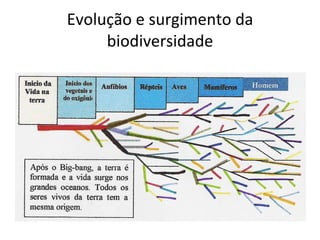 Evolução e surgimento da biodiversidade 