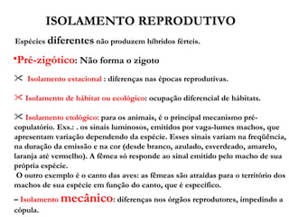 ISOLAMENTO REPRODUTIVO  Espécies  diferentes  não produzem híbridos férteis. Pré-zigótico : Não forma o zigoto Isolamento estacional  : diferenças nas épocas reprodutivas. Isolamento de hábitat ou ecológico : ocupação diferencial de hábitats. Isolamento etológico:  para os animais, é o principal mecanismo pré-copulatório. Exs.: . os sinais luminosos, emitidos por vaga-lumes machos, que apresentam variação dependendo da espécie. Esses sinais variam na freqüência, na duração da emissão e na cor (desde branco, azulado, esverdeado, amarelo, laranja até vermelho). A fêmea só responde ao sinal emitido pelo macho de sua própria espécie. O outro exemplo é o canto das aves: as fêmeas são atraídas para o território dos machos de sua espécie em função do canto, que é específico. –  Isolamento  mecânico : diferenças nos órgãos reprodutores, impedindo a cópula. 