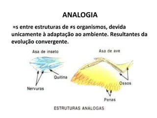 ANALOGIA  ≈ s entre estruturas de ≠s organismos, devida unicamente à adaptação ao ambiente. Resultantes da evolução convergente. 