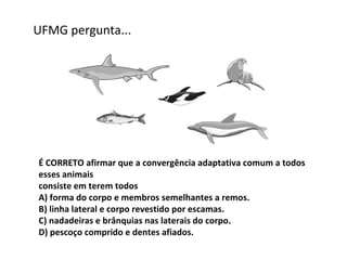 UFMG pergunta... É CORRETO afirmar que a convergência adaptativa comum a todos esses animais consiste em terem todos A) forma do corpo e membros semelhantes a remos. B) linha lateral e corpo revestido por escamas. C) nadadeiras e brânquias nas laterais do corpo. D) pescoço comprido e dentes afiados. 