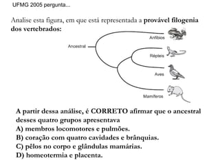 Analise esta figura, em que está representada a  provável filogenia dos vertebrados: UFMG 2005 pergunta... A partir dessa análise, é CORRETO afirmar que o ancestral desses quatro grupos apresentava A) membros locomotores e pulmões. B) coração com quatro cavidades e brânquias. C) pêlos no corpo e glândulas mamárias. D) homeotermia e placenta. 