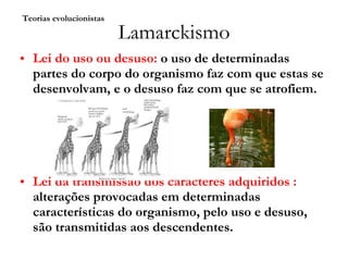 Lamarckismo Lei do uso ou desuso:  o uso de determinadas partes do corpo do organismo faz com que estas se desenvolvam, e o desuso faz com que se atrofiem. Lei da transmissão dos caracteres adquiridos :  alterações provocadas em determinadas características do organismo, pelo uso e desuso, são transmitidas aos descendentes.  Teorias evolucionistas 
