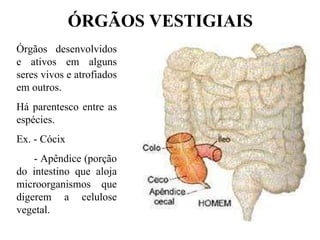 ÓRGÃOS VESTIGIAIS   Órgãos desenvolvidos e ativos em alguns seres vivos e atrofiados em outros. Há parentesco entre as espécies. Ex. - Cócix - Apêndice (porção do intestino que aloja microorganismos que digerem a celulose vegetal. 