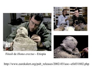 http://www.eurekalert.org/pub_releases/2002-03/uoc--efs031802.php Fóssil de  Homo erectus  - Etiopia  